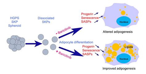 progerin effects on skin.